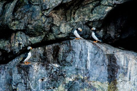 Horned Puffins, Resurrection Bay, Seward, Alaska