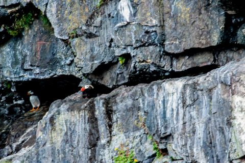 Tufted Puffin, Resurrection Bay, Seward, Alaska