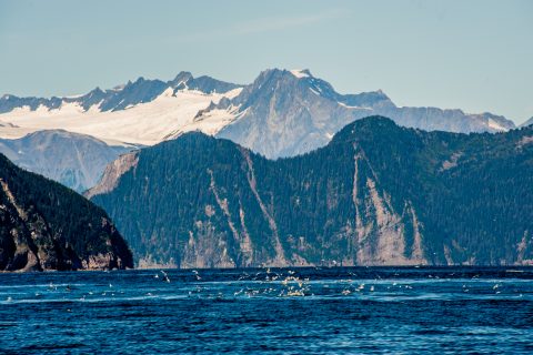 Gulf of Alaska