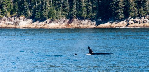 Orcas, Gulf of Alaska