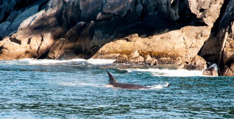 Orcas, Gulf of Alaska