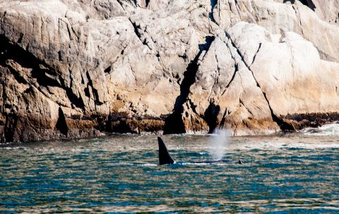 Orcas, Gulf of Alaska