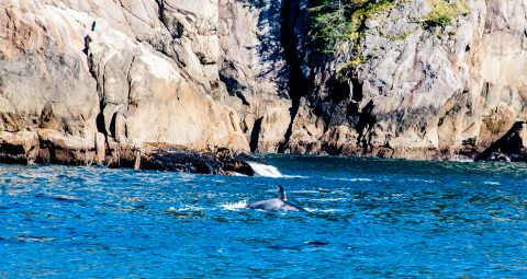 Orcas, Gulf of Alaska