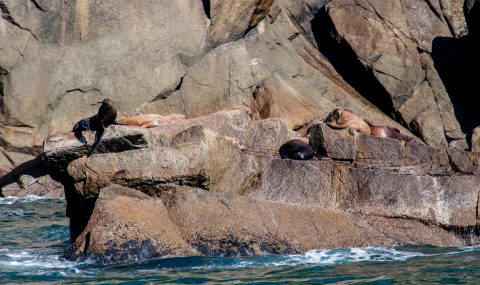 Steller Sea Lions, Gulf of Alaska