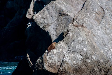 Steller Sea Lions, Gulf of Alaska