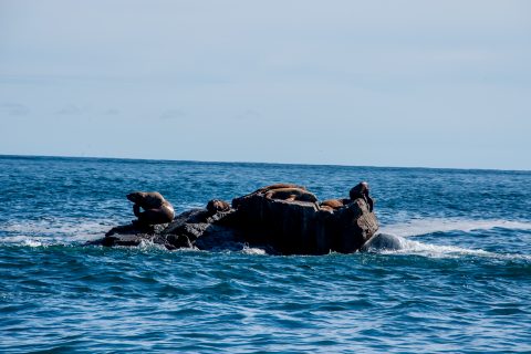 Steller Sea Lions, Gulf of Alaska