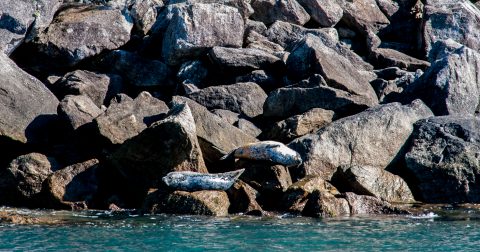 Steller Sea Lions, Gulf of Alaska