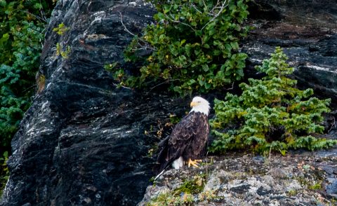 Bald Eagle, Gulf of Alaska