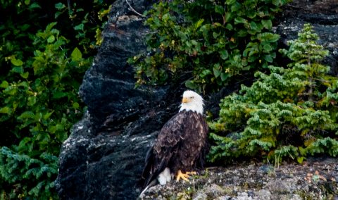 Bald Eagle, Gulf of Alaska