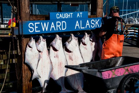 Todays catch at Seward, Alaska