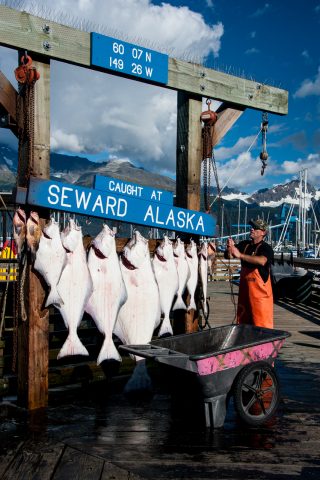 Todays catch at Seward, Alaska