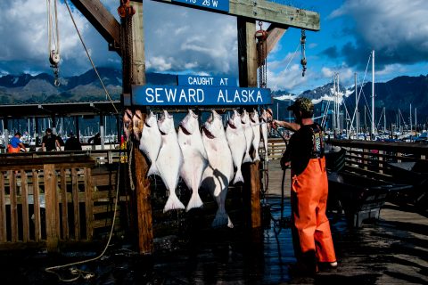 Todays catch at Seward, Alaska