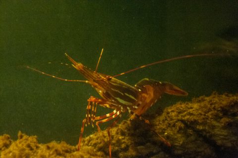 Spot prawn, Alaska Sealife Centre, Seward, Alaska