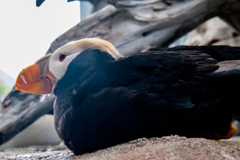 Tufted puffin, Alaska Sealife Centre, Seward, Alaska