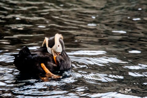 Tufted puffin, Alaska Sealife Centre, Seward, Alaska