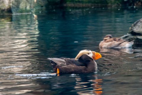 Tufted puffin, Alaska Sealife Centre, Seward, Alaska