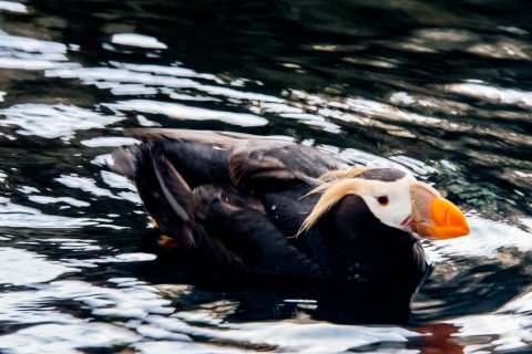 Tufted puffin, Alaska Sealife Centre, Seward, Alaska