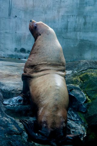 Steller Sea Lion, Alaska Sealife Centre, Seward, Alaska
