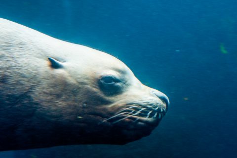 Steller Sea Lion, Alaska Sealife Centre, Seward, Alaska