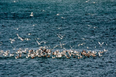 Seagulls feeding off Homer Spit beach, Alaska