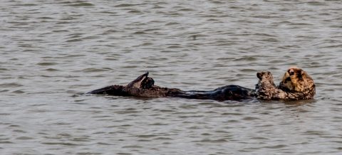 Sea otter off Homer Spit beach, Alaska