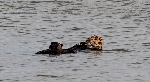 Sea otter off Homer Spit beach, Alaska