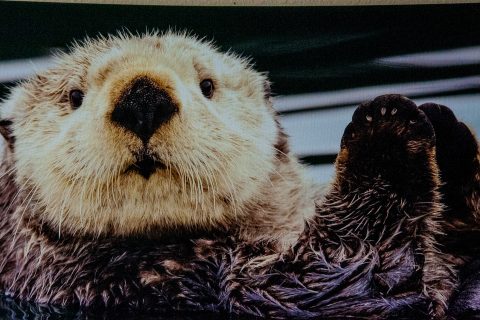Sea otter painting,  Homer Spit, Alaska