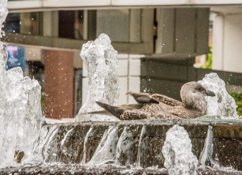 Pigeon washing, Harbour, Vancouver
