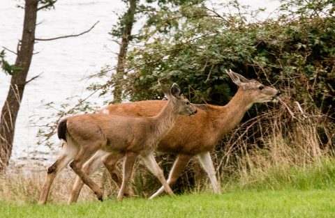 Deer, Quadra Island