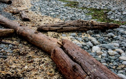 Driftwood, Quadra Island beach