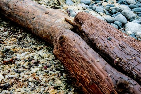 Driftwood, Quadra Island beach