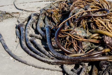 Bull kelp, Wickinmish Beach, Vancouver Island