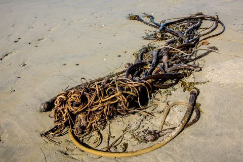 Bull kelp, Wickinmish Beach, Vancouver Island