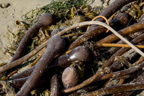 Bull kelp, Wickinmish Beach, Vancouver Island