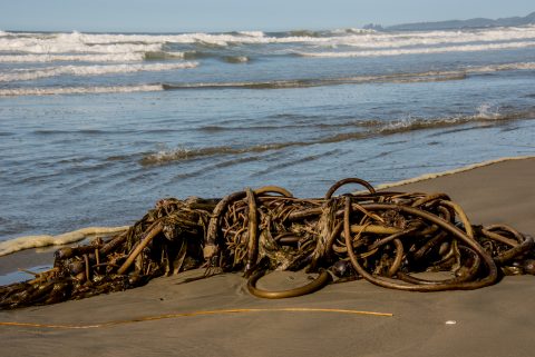 Bull kelp, Wickinmish Beach, Vancouver Island