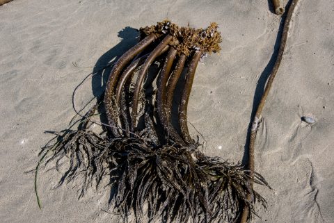 Bull kelp, Wickinmish Beach, Vancouver Island