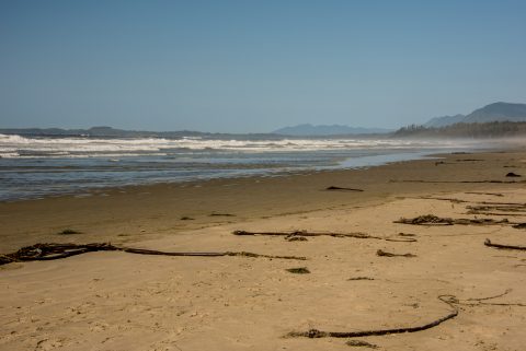 Bull kelp, Wickinmish Beach, Vancouver Island