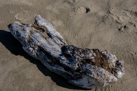 Driftwood, Wickinmish Beach, Vancouver Island