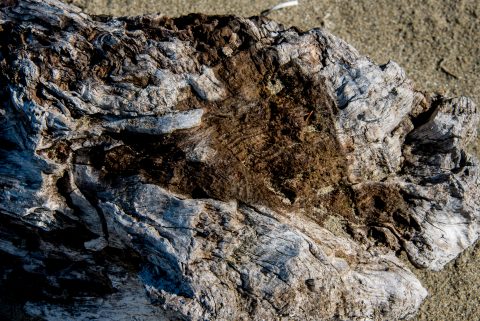 Driftwood, Wickinmish Beach, Vancouver Island