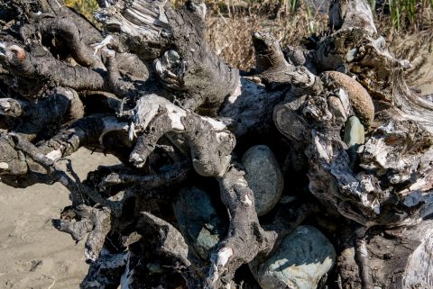 Driftwood, Wickinmish Beach, Vancouver Island