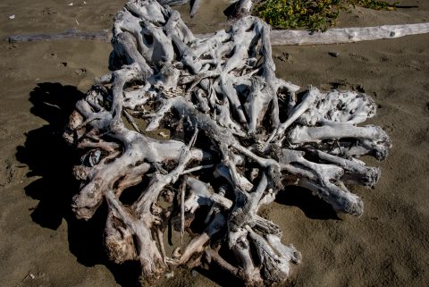 Driftwood, Wickinmish Beach, Vancouver Island