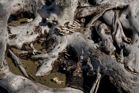 Driftwood, Wickinmish Beach, Vancouver Island
