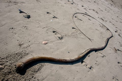 Bull kelp, Wickinmish Beach, Vancouver Island