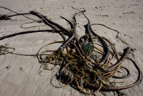 Bull kelp, Wickinmish Beach, Vancouver Island