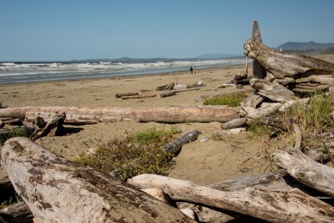 Driftwood, Wickinmish Beach, Vancouver Island