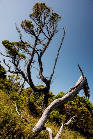 Shoreline Bog walk, Vancouver Island