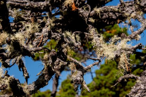 Shoreline Bog walk, Vancouver Island