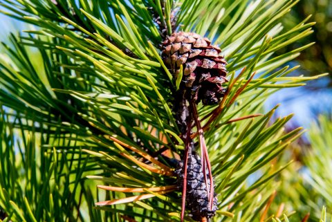 Shoreline Bog walk, Vancouver Island