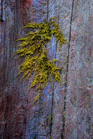 Lichen, Botanical Gardens, Tofino