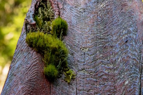 Lichen, Botanical Gardens, Tofino